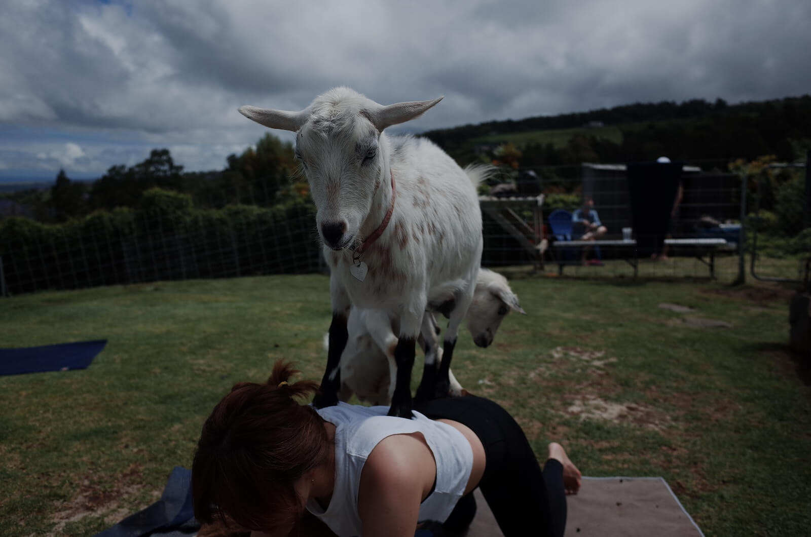a woman laying on the ground with a goat on her back
