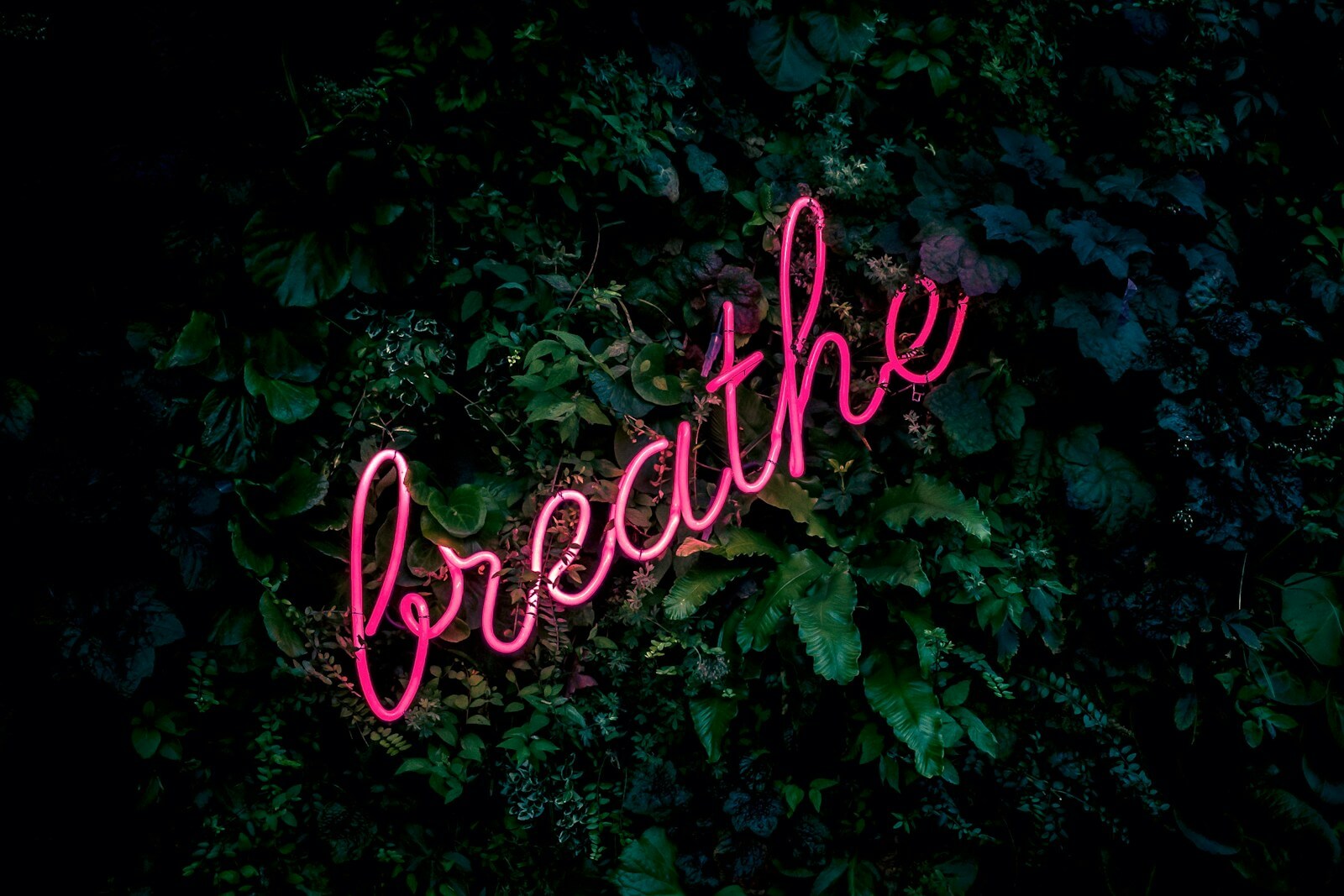 pink breathe neon sign on green leaves